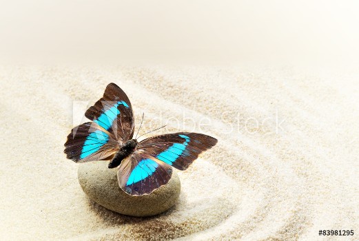 Picture of Butterfly Prepona Laerte on the sand